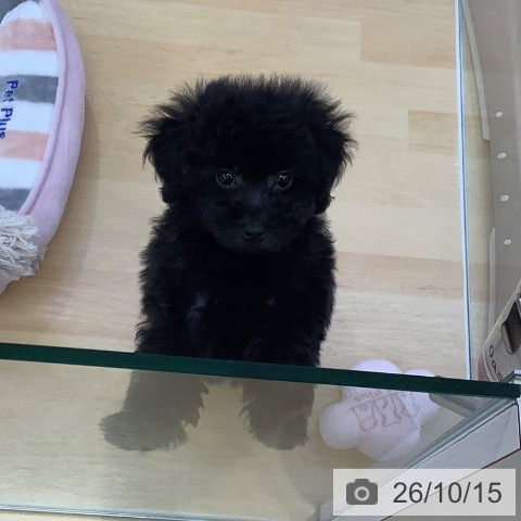 愛知県のトイプードル(トイ) (ペットプラス 三好店/2026年8月2日生まれ/男の子/ブラック)の子犬の3枚目の画像