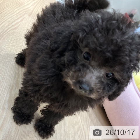 愛知県のトイプードル(トイ) (ペットプラス イオンモール長久手店/2026年8月15日生まれ/女の子/シルバー)の子犬の4枚目の画像