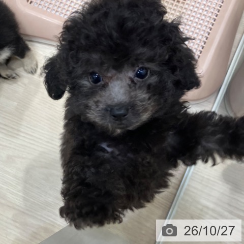 愛知県のトイプードル(トイ) (ペットプラス イオンモール長久手店/2026年8月15日生まれ/女の子/シルバー)の子犬の3枚目の画像