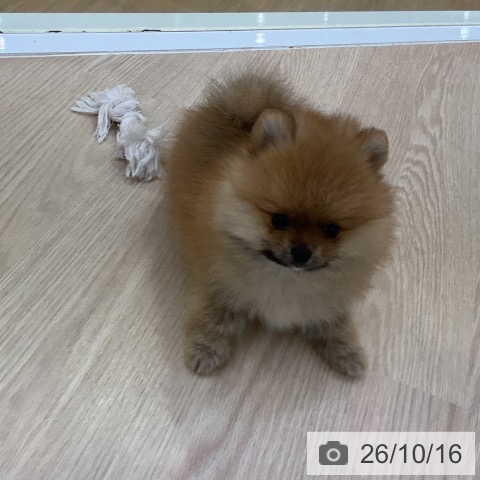 ポメラニアンの写真