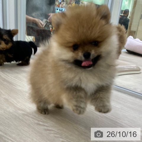 ポメラニアンの写真