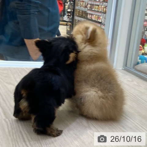 ポメラニアンの写真