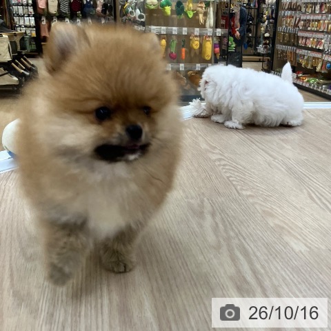 ポメラニアンの写真