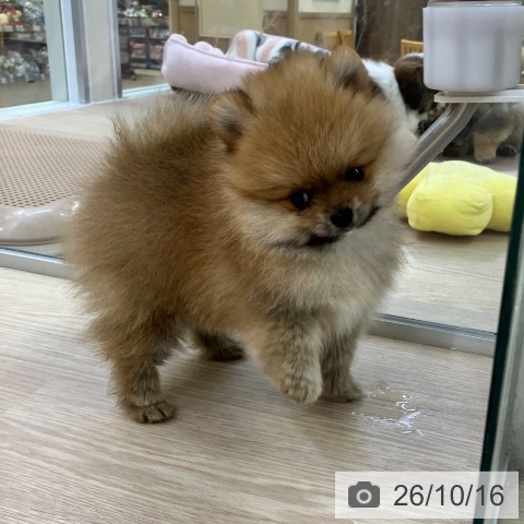 ポメラニアンの写真