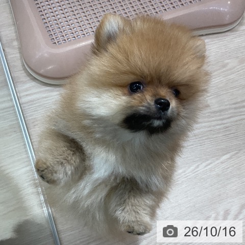 ポメラニアンの写真