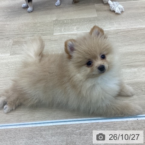 愛知県のポメラニアン (ペットプラス みなと店/2026年8月14日生まれ/女の子/クリーム)の子犬の4枚目の画像