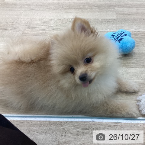 愛知県のポメラニアン (ペットプラス みなと店/2026年8月14日生まれ/女の子/クリーム)の子犬の3枚目の画像