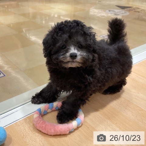 石川県のトイプードル(トイ) (ペットプラス 新小松店/2026年8月15日生まれ/男の子/シルバー)の子犬の4枚目の画像