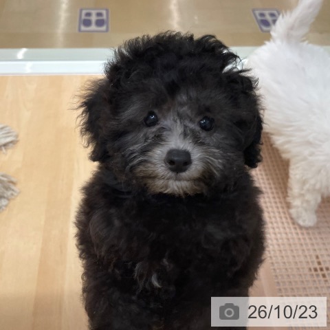 石川県のトイプードル(トイ) (ペットプラス 新小松店/2026年8月15日生まれ/男の子/シルバー)の子犬の3枚目の画像