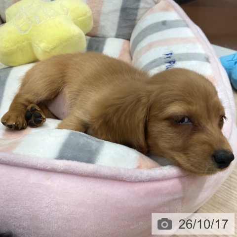 愛知県のカニンヘンダックスフンド(ロング) (ペットプラス イオンモール長久手店/2026年8月15日生まれ/女の子/ゴールド)の子犬の4枚目の画像