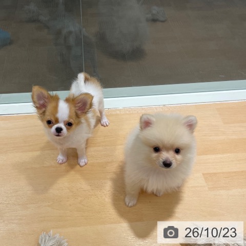 石川県のポメラニアン (ペットプラス 新小松店/2026年8月16日生まれ/男の子/クリーム)の子犬の4枚目の画像