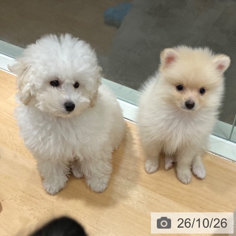 石川県のポメラニアン (ペットプラス 新小松店/2026年8月16日生まれ/男の子/クリーム)の子犬の3枚目の画像