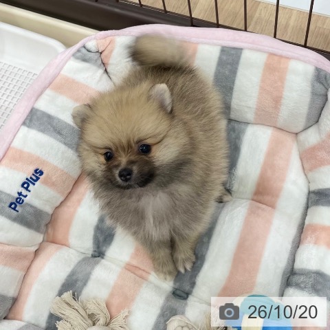 ポメラニアンの写真