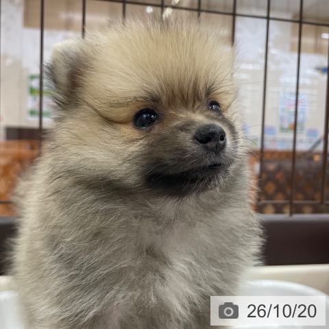 ポメラニアンの写真