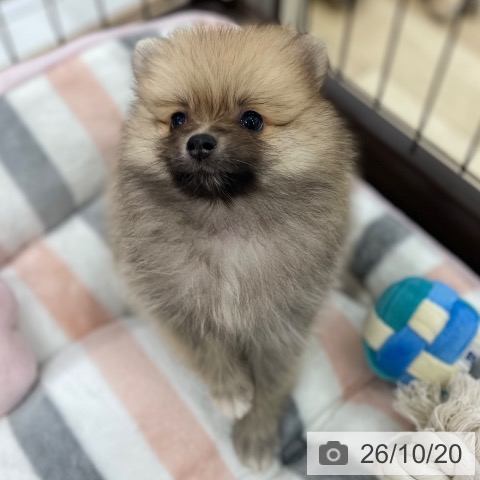 ポメラニアンの写真
