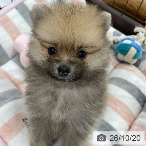 ポメラニアンの写真