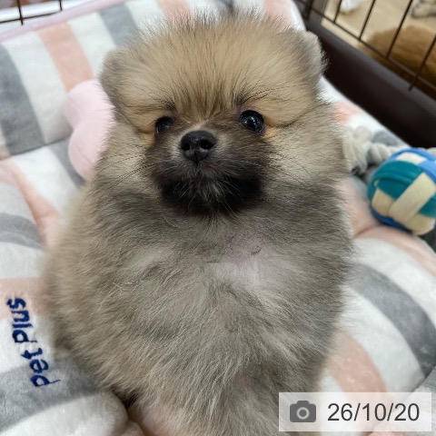 ポメラニアンの写真