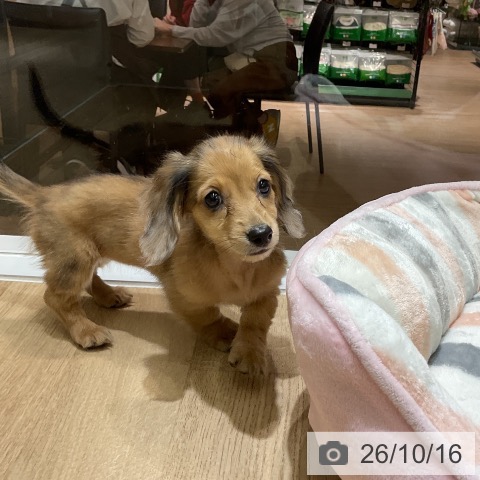 ミニチュア・ダックスフンドの写真