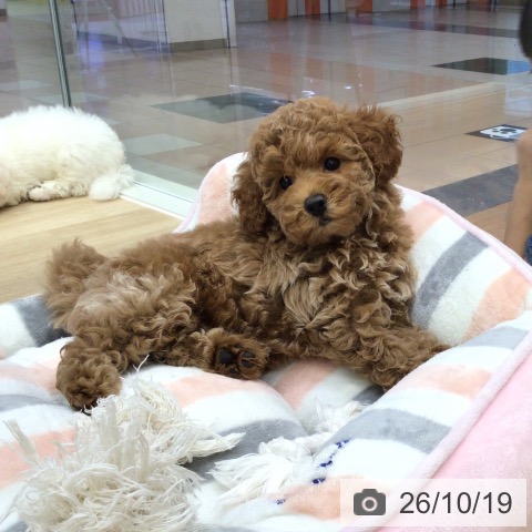 岐阜県のトイプードル(トイ) (ペットプラス 各務原店/2026年8月13日生まれ/男の子/レッド)の子犬の3枚目の画像