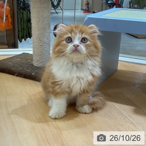 スコティッシュフォールドの写真