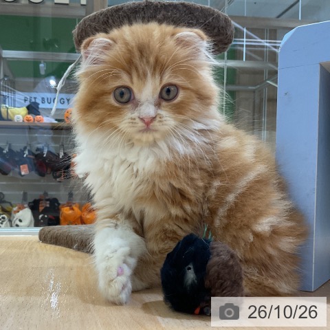 愛知県のスコティッシュフォールド (ペットプラス mozoワンダーシティ店/2026年8月16日生まれ/男の子/レッドタビーホワイト)の子猫の3枚目の画像