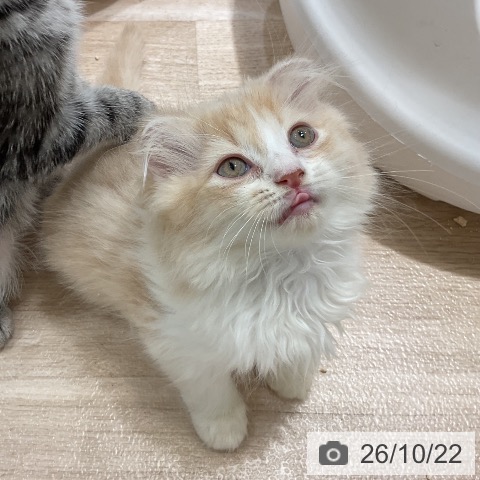 スコティッシュフォールドの写真