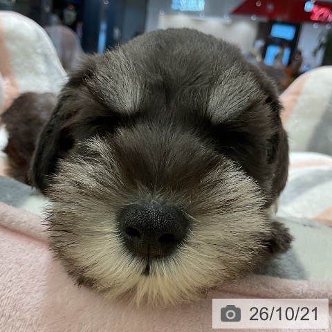 愛知県のミニチュアシュナウザー (ペットプラス イオンモール豊川店/2026年8月19日生まれ/男の子/ブラックシルバー)の子犬の4枚目の画像