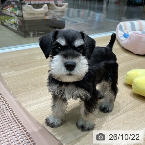 愛知県のミニチュアシュナウザー (ペットプラス 則武新町店/2026年8月19日生まれ/男の子/ブラックシルバー)の子犬の3枚目の画像