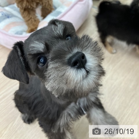 ミニチュア・シュナウザーの写真