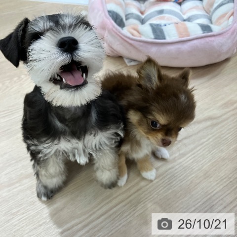 ミニチュア・シュナウザーの写真