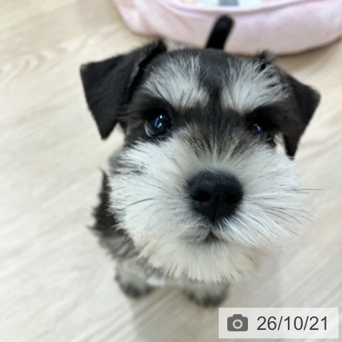 ミニチュア・シュナウザーの写真