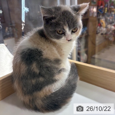 兵庫県のブリティッシュショートヘアー (ペットプラス 神戸三宮店/2026年8月6日生まれ/女の子/ダイリュートキャリコ)の子猫の4枚目の画像