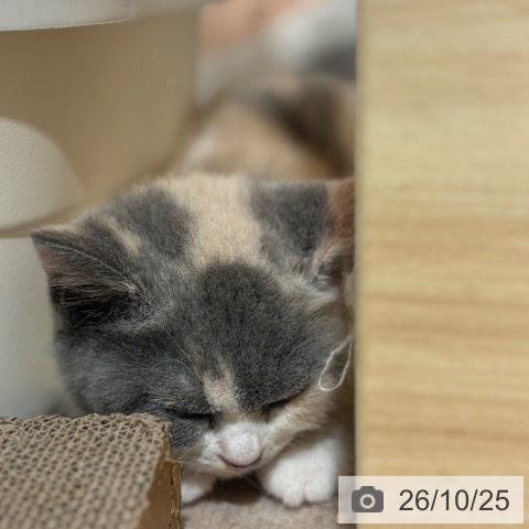 兵庫県のブリティッシュショートヘアー (ペットプラス 神戸三宮店/2026年8月6日生まれ/女の子/ダイリュートキャリコ)の子猫の3枚目の画像