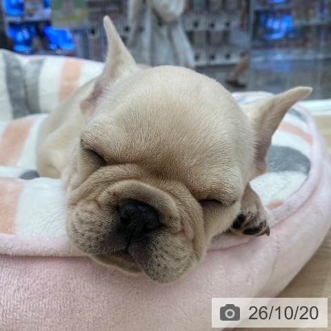 フレンチ・ブルドッグの写真