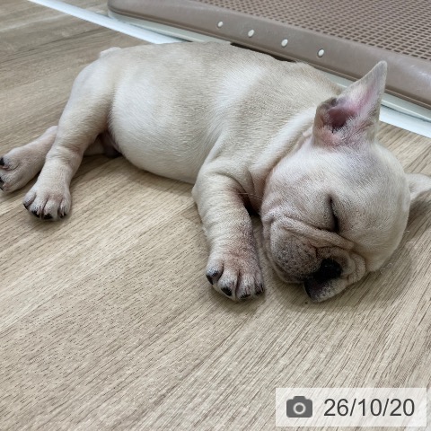 フレンチ・ブルドッグの写真