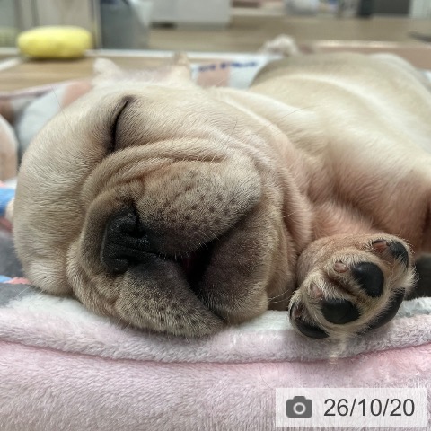 フレンチ・ブルドッグの写真