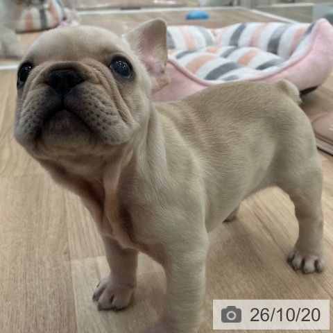 フレンチ・ブルドッグの写真