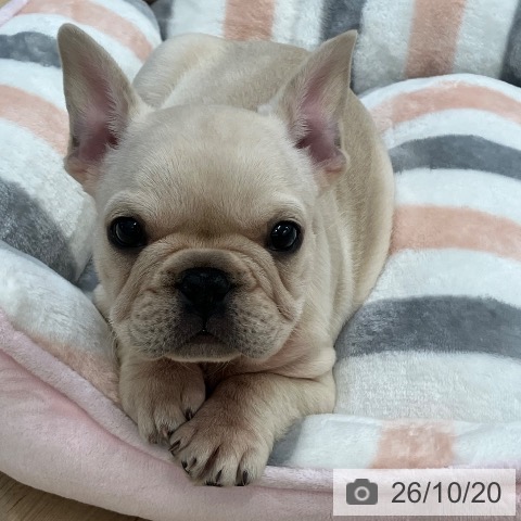 フレンチ・ブルドッグの写真