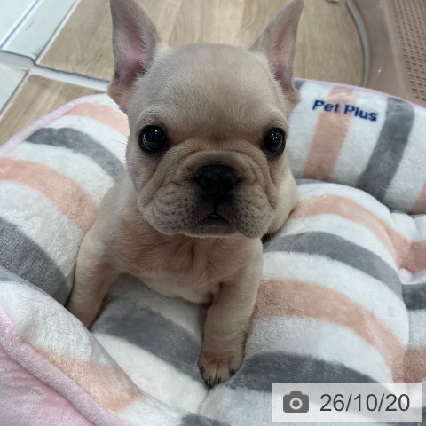 フレンチ・ブルドッグの写真