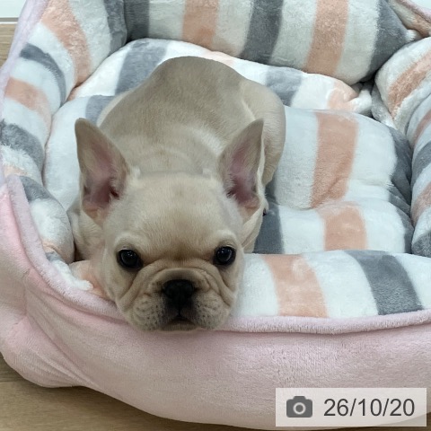岐阜県のフレンチブルドッグ (ペットプラス 各務原店/2026年8月17日生まれ/男の子/クリーム)の子犬の4枚目の画像