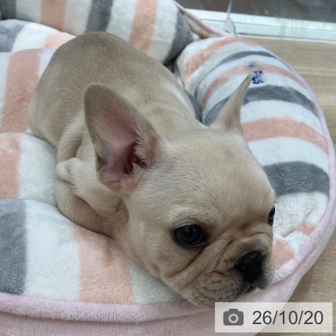 岐阜県のフレンチブルドッグ (ペットプラス 各務原店/2026年8月17日生まれ/男の子/クリーム)の子犬の3枚目の画像