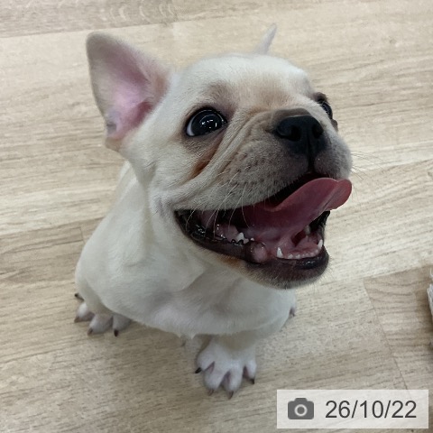 愛知県のフレンチブルドッグ (ペットプラス mozoワンダーシティ店/2026年8月17日生まれ/男の子/クリーム)の子犬の4枚目の画像