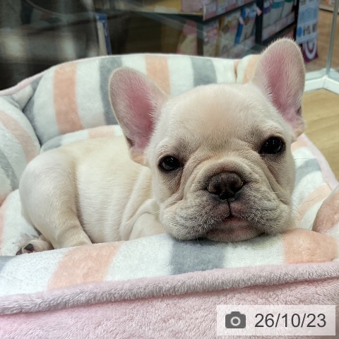 愛知県のフレンチブルドッグ (ペットプラス 岡崎店/2026年8月17日生まれ/女の子/クリーム)の子犬の3枚目の画像