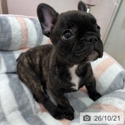 愛知県のフレンチブルドッグ (ペットプラス 名古屋茶屋店/2026年8月17日生まれ/女の子/ブリンドル)の子犬の3枚目の画像