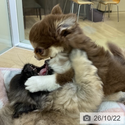 愛知県のチワワ(ロング) (ペットプラス mozoワンダーシティ店/2026年8月18日生まれ/男の子/チョコレートタンホワイト)の子犬の3枚目の画像