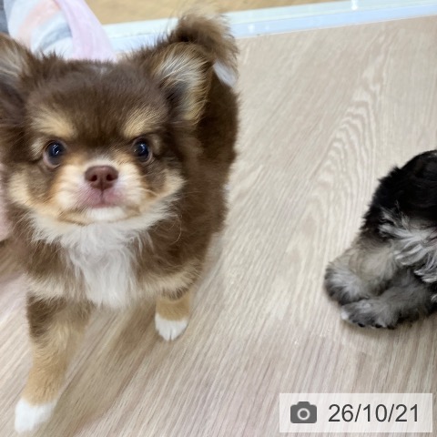 チワワの写真