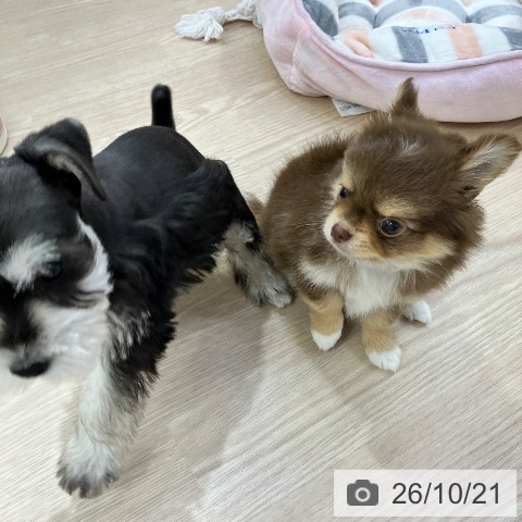 チワワの写真