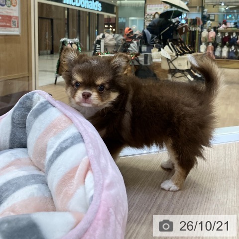 チワワの写真