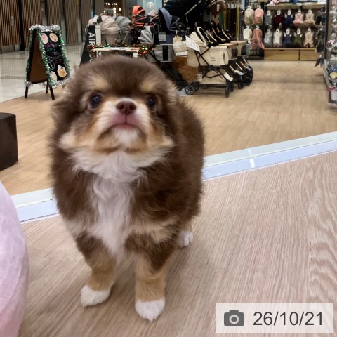 チワワの写真