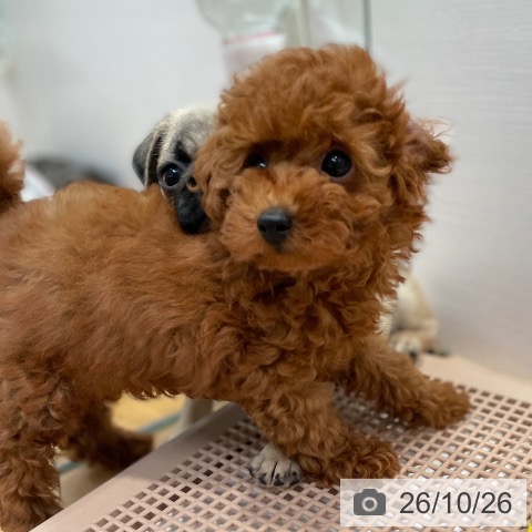 愛知県のトイプードル(トイ) (ペットプラス 名古屋茶屋店/2026年8月12日生まれ/男の子/レッド)の子犬の3枚目の画像